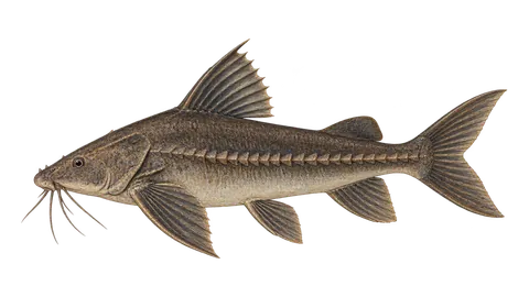 Illustration of Catfish (focinho-de-porco)