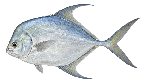 Illustration of African pompano