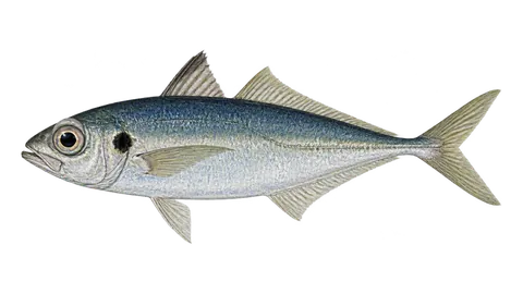 Illustration of Rough scad