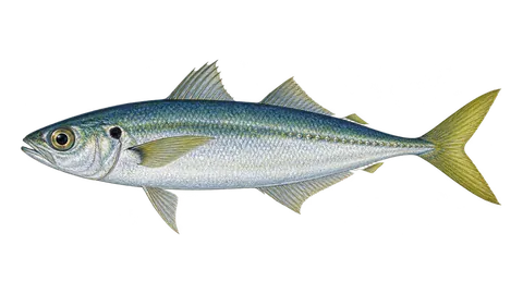 Illustration of Mackerel scad