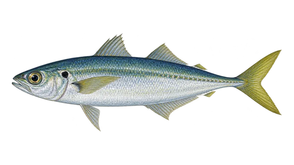 Ilustración científica de Macarela caballa