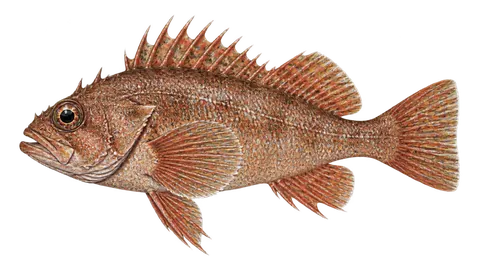 Illustration of Gopher rockfish