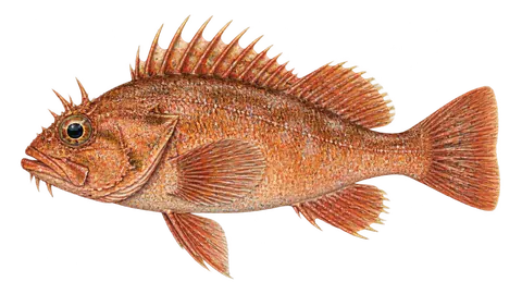 Illustration of Treefish