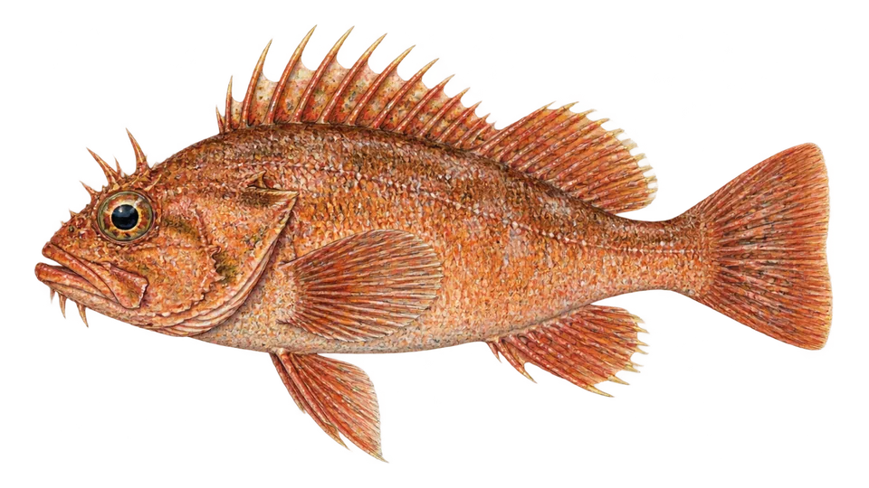 Scientific illustration of Treefish
