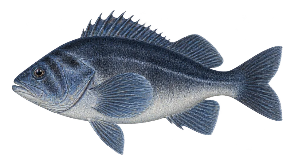 Scientific illustration of Blue rockfish