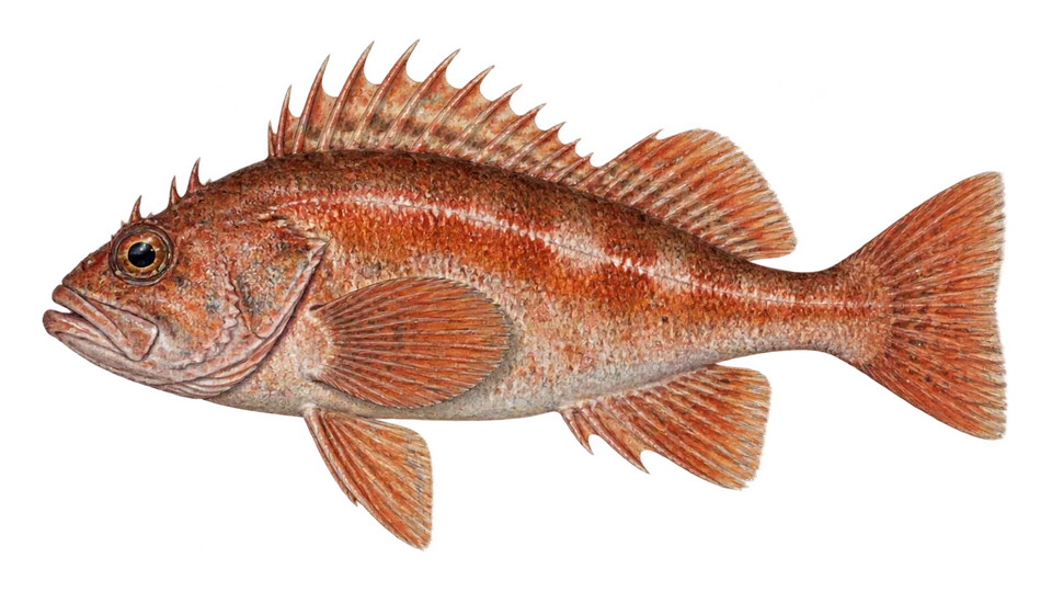 Scientific illustration of Flag rockfish