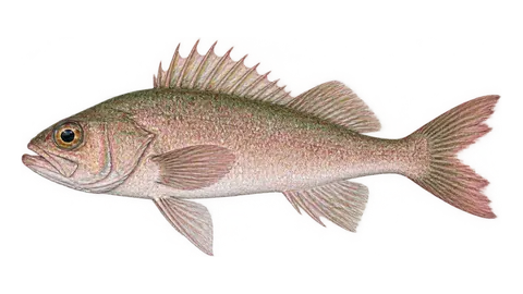 Ilustración de Rocote pancita