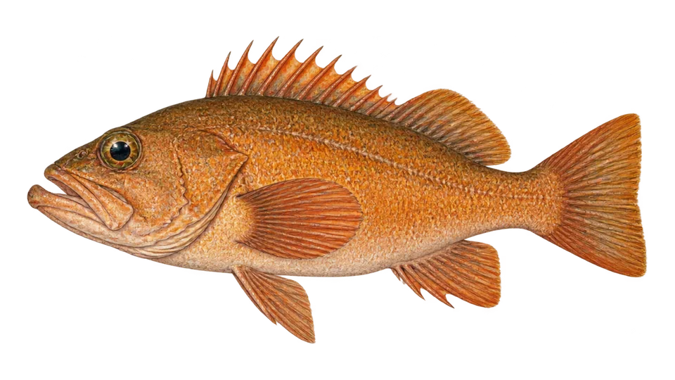 Scientific illustration of Bocaccio rockfish