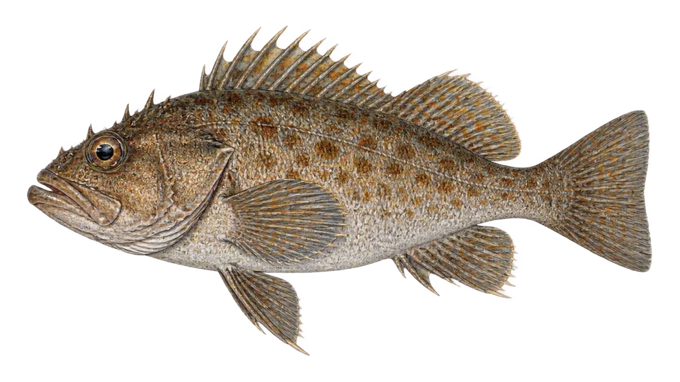 Scientific illustration of Bronzespotted rockfish
