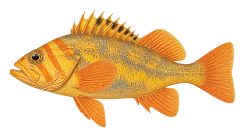Illustration of Canary rockfish
