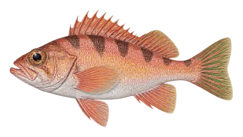 Illustration of Stripetail rockfish