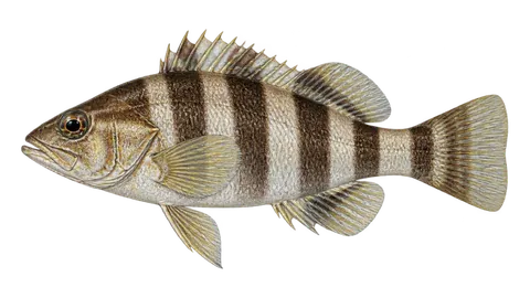 Illustration of Belted sandfish