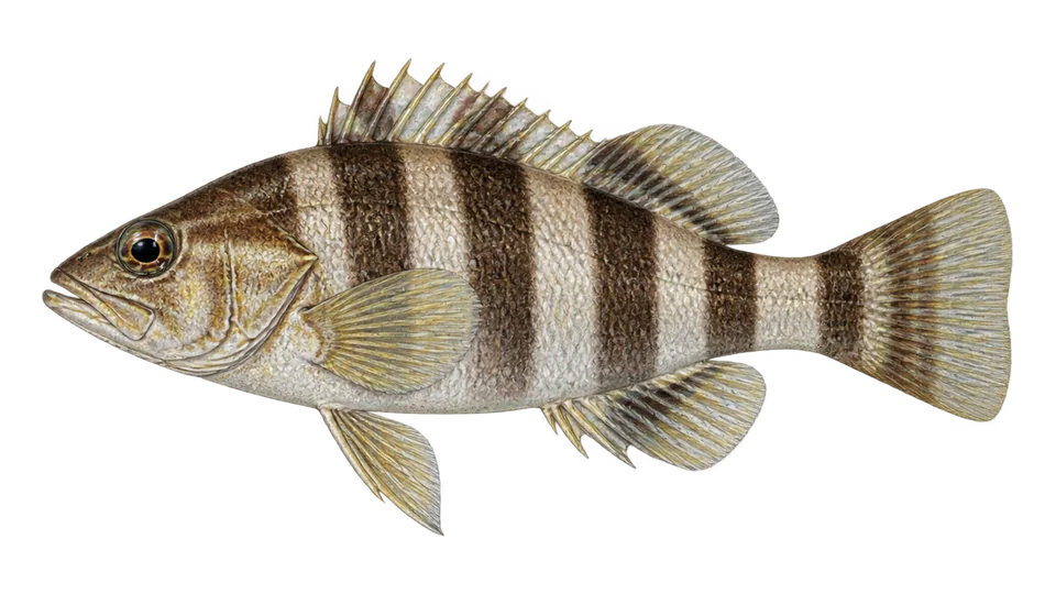 Ilustración científica de Serrano leopardo