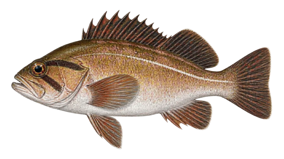 Scientific illustration of Copper rockfish