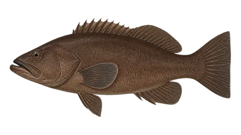 Illustration of Star-studded grouper