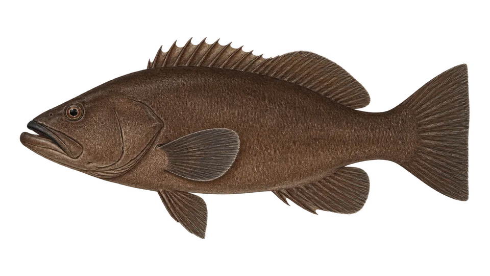 Scientific illustration of Star-studded grouper