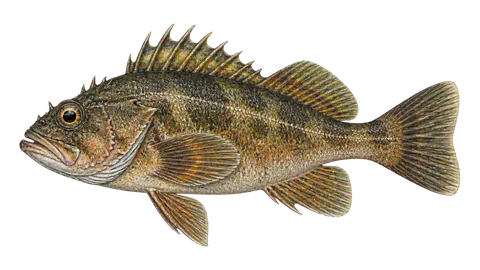 Illustration of Kelp rockfish