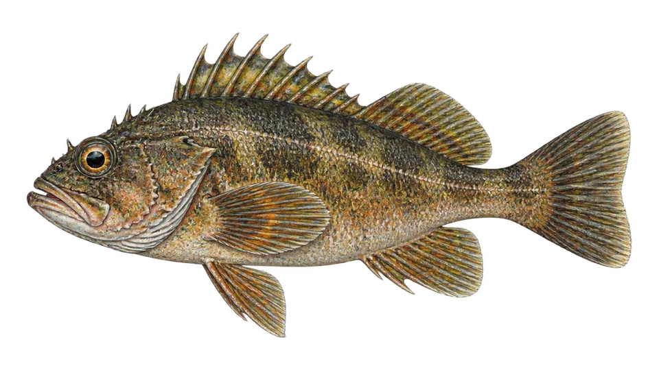 Scientific illustration of Kelp rockfish