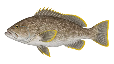 Illustration of Yellowedge grouper