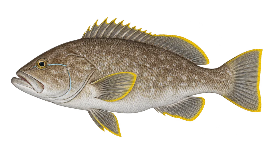 Scientific illustration of Yellowedge grouper