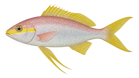 Illustration of Longtail bass