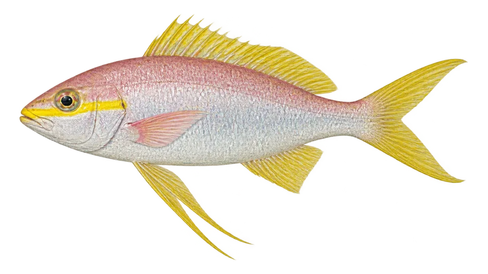 Ilustración científica de Cabrilla robalo