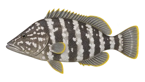 Illustration of Leather bass