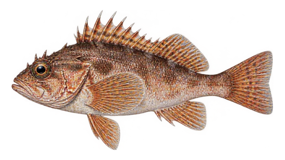 Scientific illustration of Swordspine rockfish