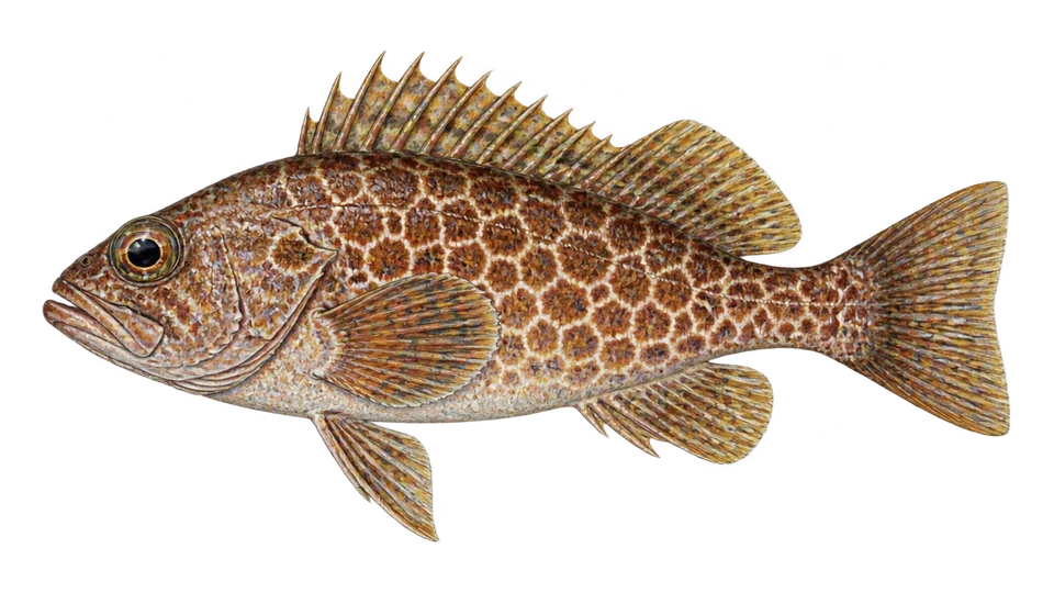 Scientific illustration of Honeycomb rockfish