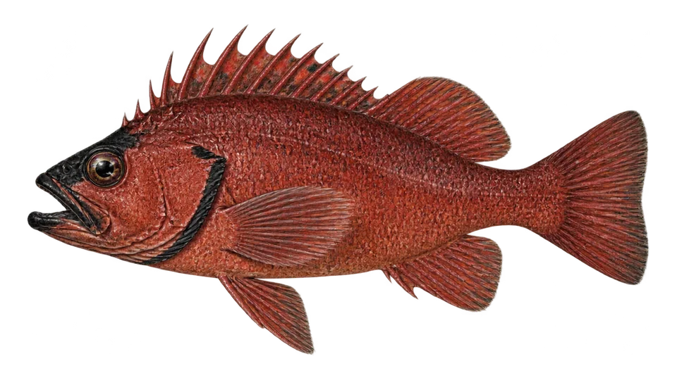 Scientific illustration of Blackgill rockfish