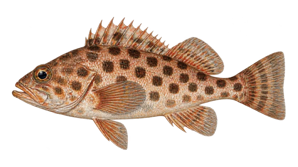 Scientific illustration of Squarespot rockfish