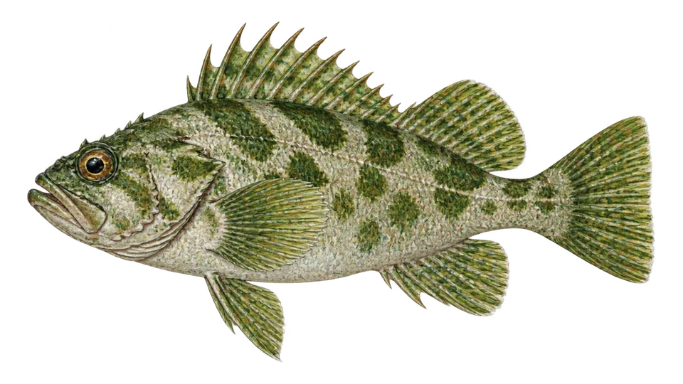Scientific illustration of Greenblotched rockfish