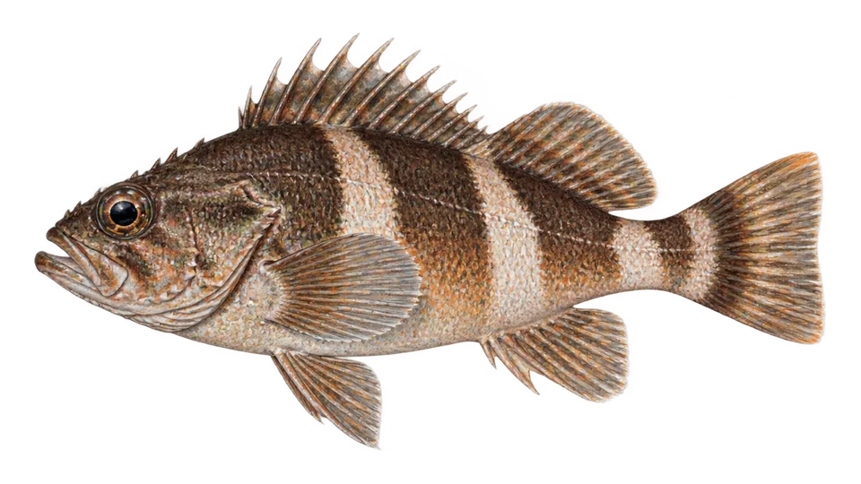 Scientific illustration of Halfbanded rockfish