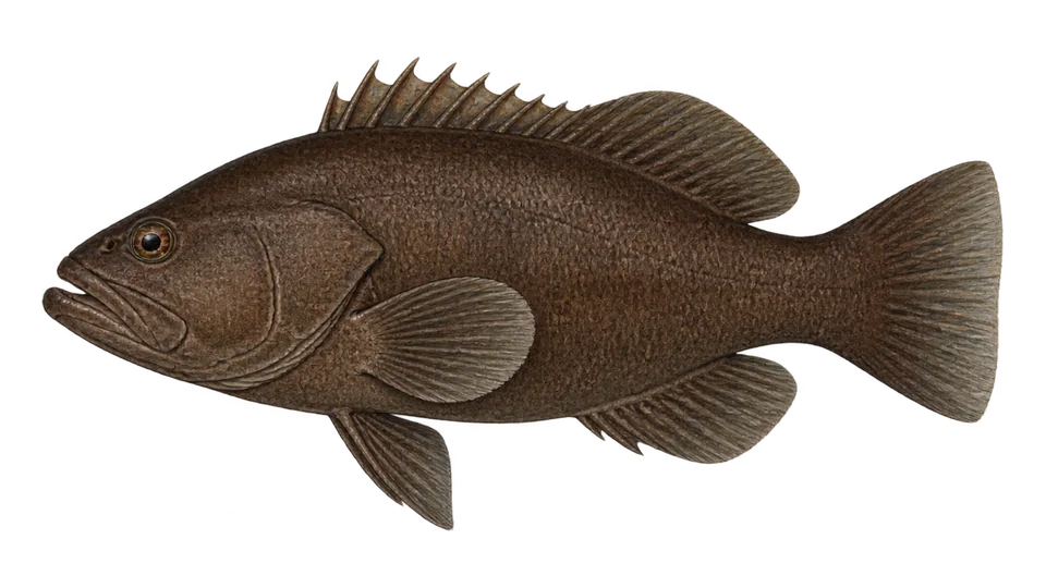 Scientific illustration of Tenspine grouper