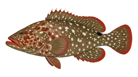 Ilustración de Cabrilla piedrera