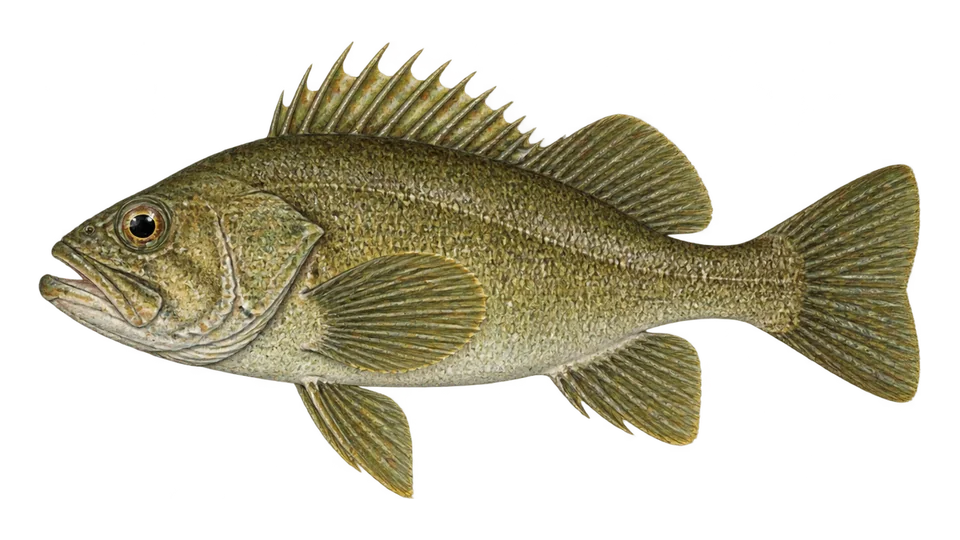 Scientific illustration of Olive rockfish