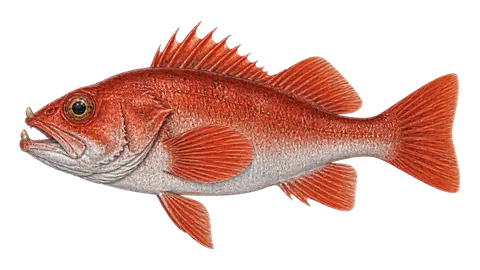 Illustration of Splitnose rockfish