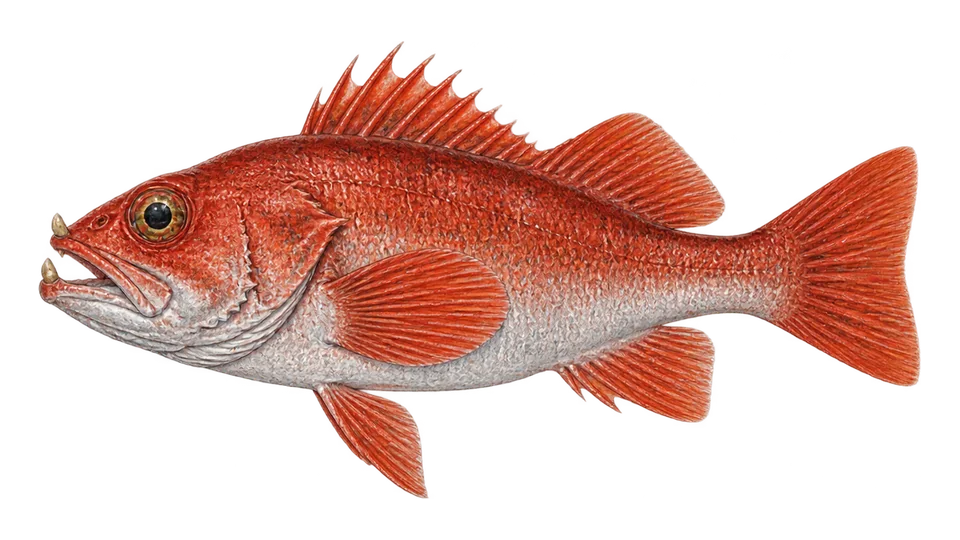 Scientific illustration of Splitnose rockfish