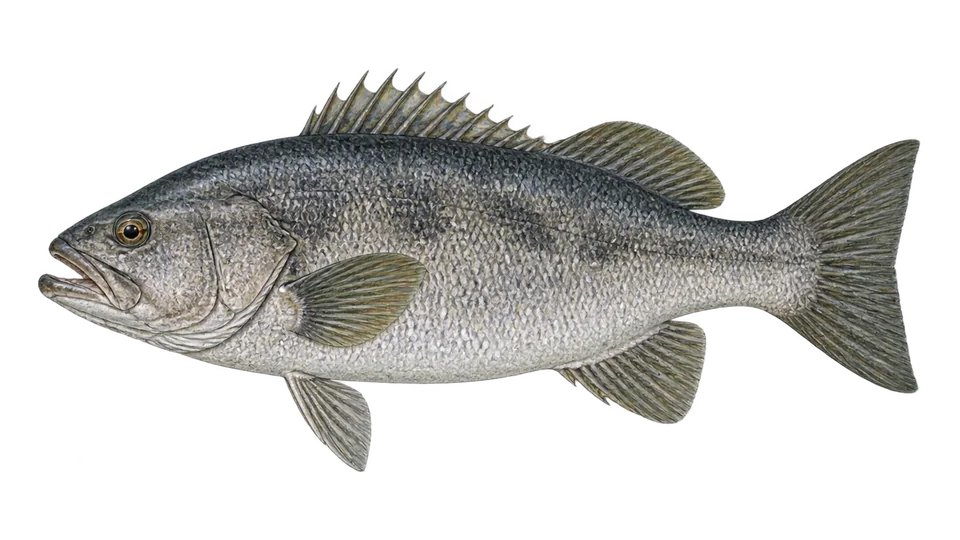Scientific illustration of Giant seabass