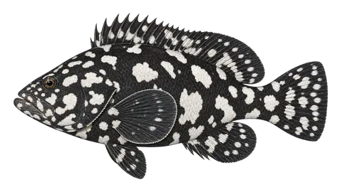 Illustration of Marbled grouper