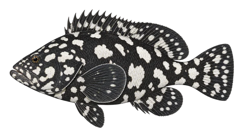 Scientific illustration of Marbled grouper