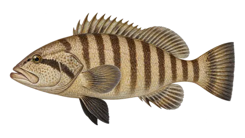 Illustration of Misty grouper