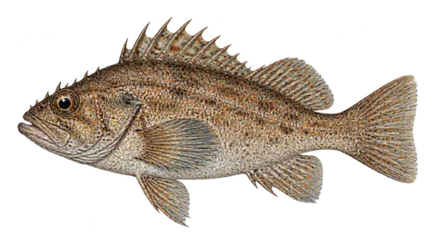 Illustration of Speckled rockfish