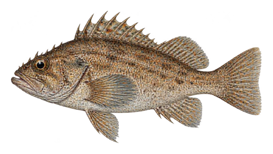 Scientific illustration of Speckled rockfish