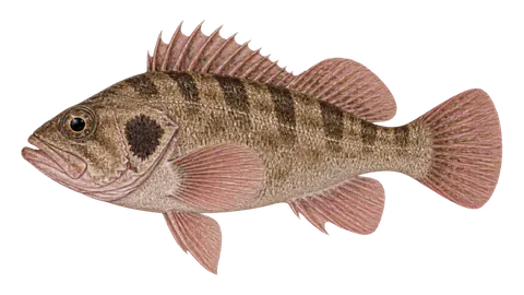 Illustration of Brown rockfish