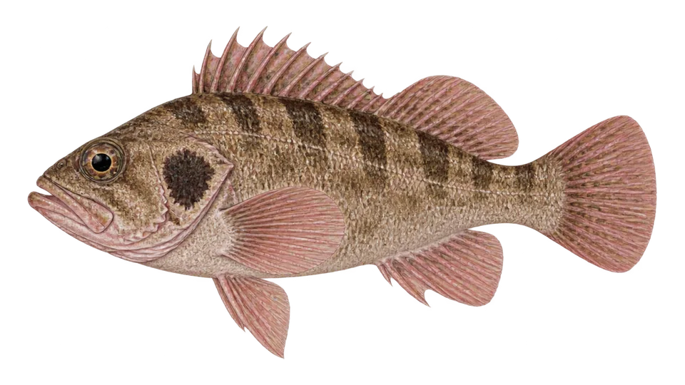 Scientific illustration of Brown rockfish