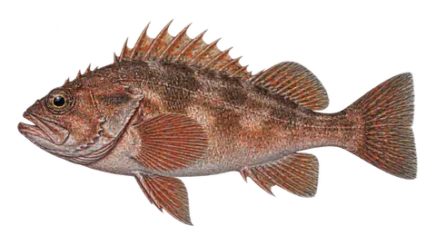 Illustration of Mexican rockfish