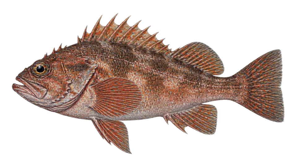 Scientific illustration of Mexican rockfish