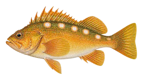 Illustration of Rosethorn rockfish