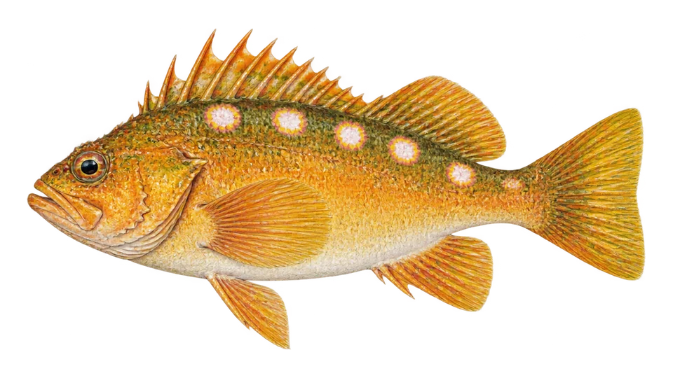 Scientific illustration of Rosethorn rockfish